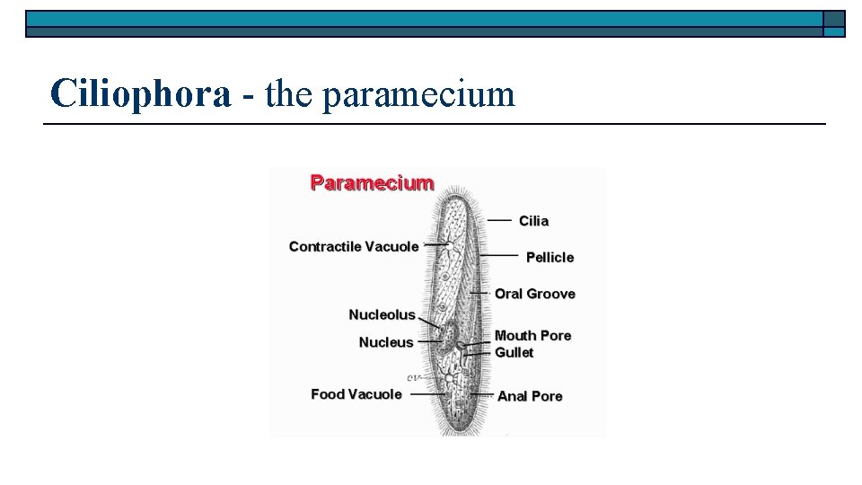 Ciliophora - the paramecium 