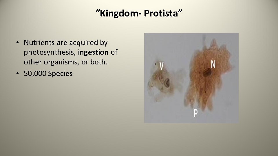 “Kingdom- Protista” • Nutrients are acquired by photosynthesis, ingestion of other organisms, or both.