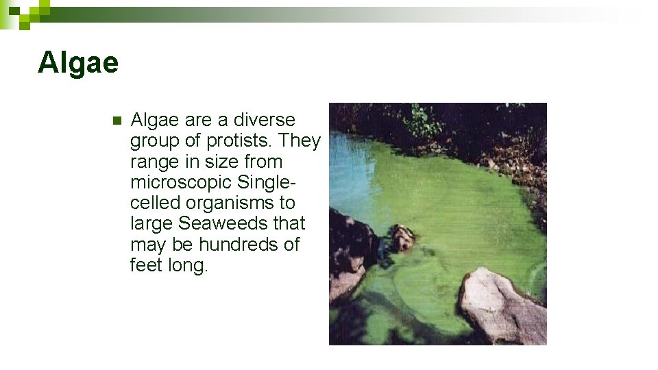 Algae n Algae are a diverse group of protists. They range in size from