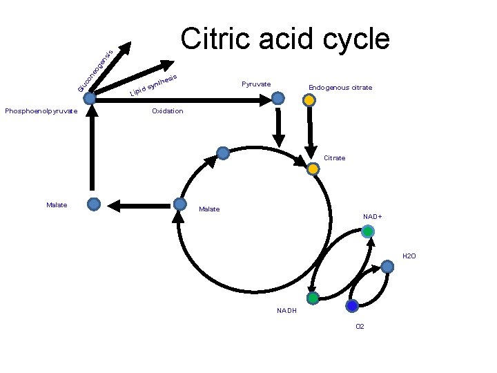 Gl uc on eo ge n si s Citric acid cycle Phosphoenolpyruvate id Lip