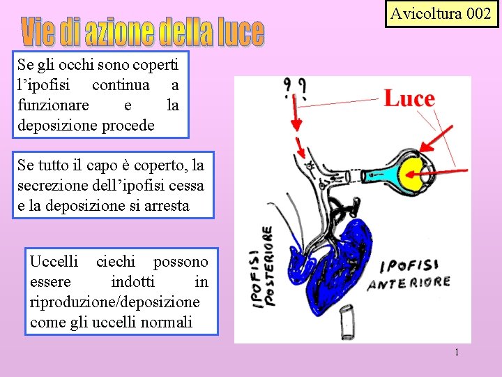 Avicoltura 002 Se gli occhi sono coperti l’ipofisi continua a funzionare e la deposizione