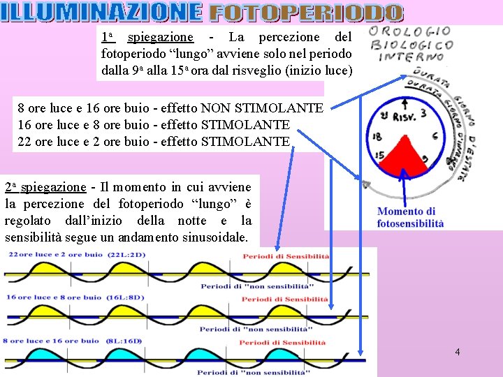 1 a spiegazione - La percezione del fotoperiodo “lungo” avviene solo nel periodo dalla