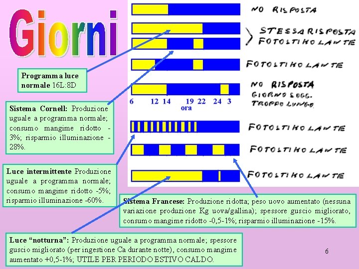 Programma luce normale 16 L: 8 D Sistema Cornell: Produzione uguale a programma normale;