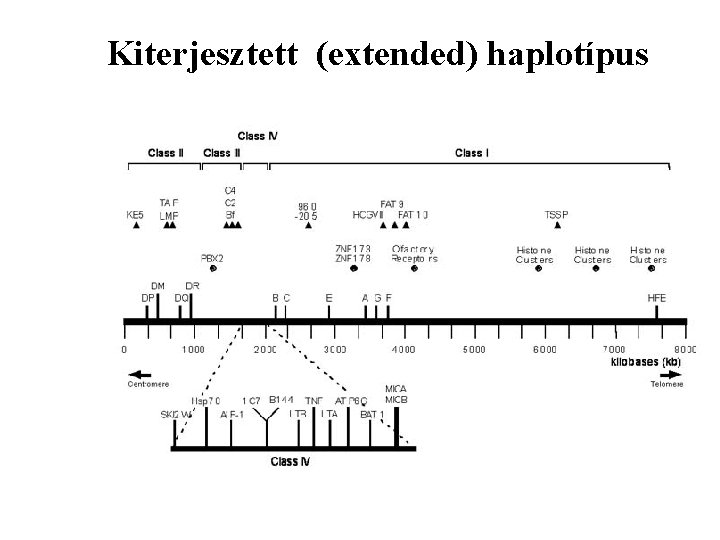 Kiterjesztett (extended) haplotípus 