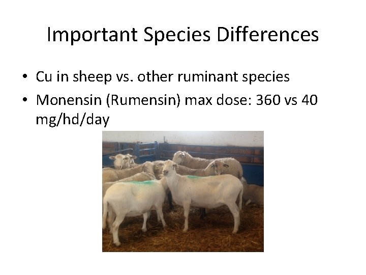 Important Species Differences • Cu in sheep vs. other ruminant species • Monensin (Rumensin)