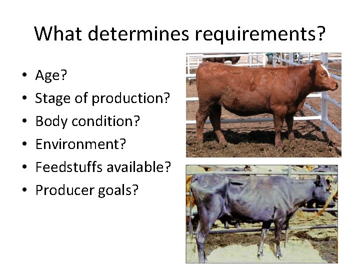 What determines requirements? • • • Age? Stage of production? Body condition? Environment? Feedstuffs