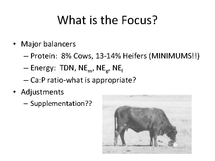 What is the Focus? • Major balancers – Protein: 8% Cows, 13 -14% Heifers