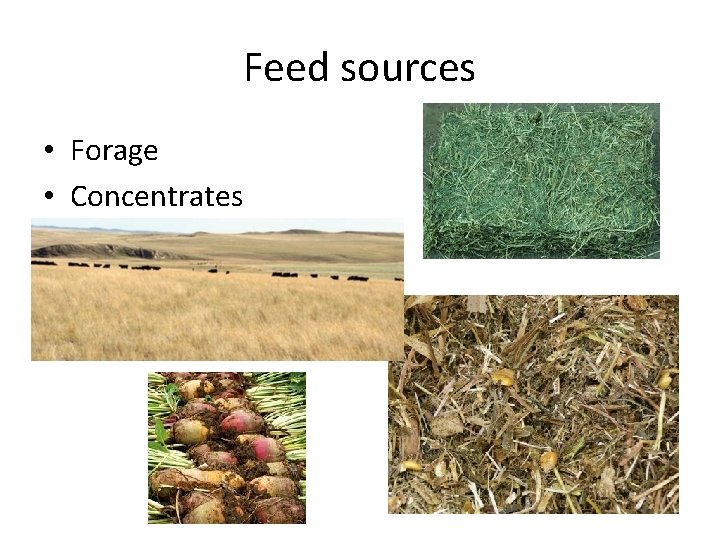 Feed sources • Forage • Concentrates 