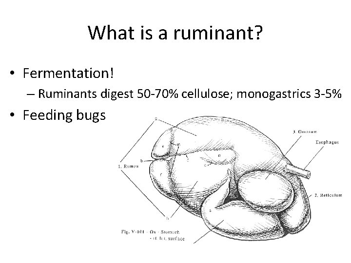 What is a ruminant? • Fermentation! – Ruminants digest 50 -70% cellulose; monogastrics 3