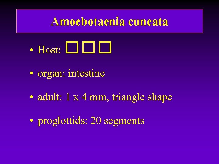 Amoebotaenia cuneata • Host: ��� • organ: intestine • adult: 1 x 4 mm, Amoebotaenia cuneata • Host: ��� • organ: intestine • adult: 1 x 4 mm,