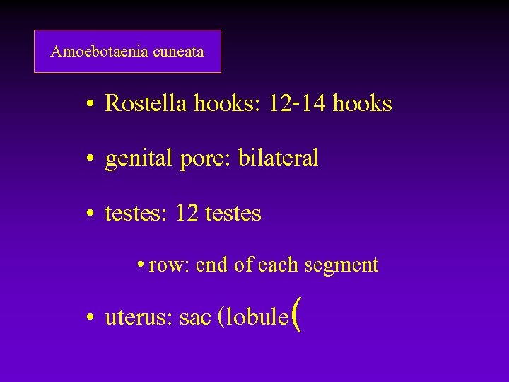 Amoebotaenia cuneata • Rostella hooks: 12 -14 hooks • genital pore: bilateral • testes: Amoebotaenia cuneata • Rostella hooks: 12 -14 hooks • genital pore: bilateral • testes: