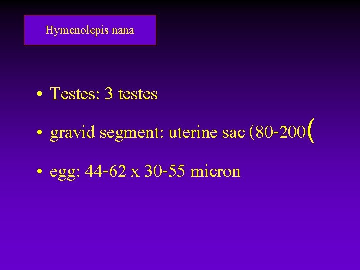 Hymenolepis nana • Testes: 3 testes • gravid segment: uterine sac (80 -200( • Hymenolepis nana • Testes: 3 testes • gravid segment: uterine sac (80 -200( •