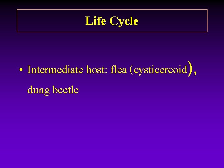 Life Cycle • Intermediate host: flea (cysticercoid), dung beetle Life Cycle • Intermediate host: flea (cysticercoid), dung beetle