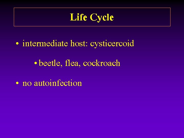 Life Cycle • intermediate host: cysticercoid • beetle, flea, cockroach • no autoinfection Life Cycle • intermediate host: cysticercoid • beetle, flea, cockroach • no autoinfection