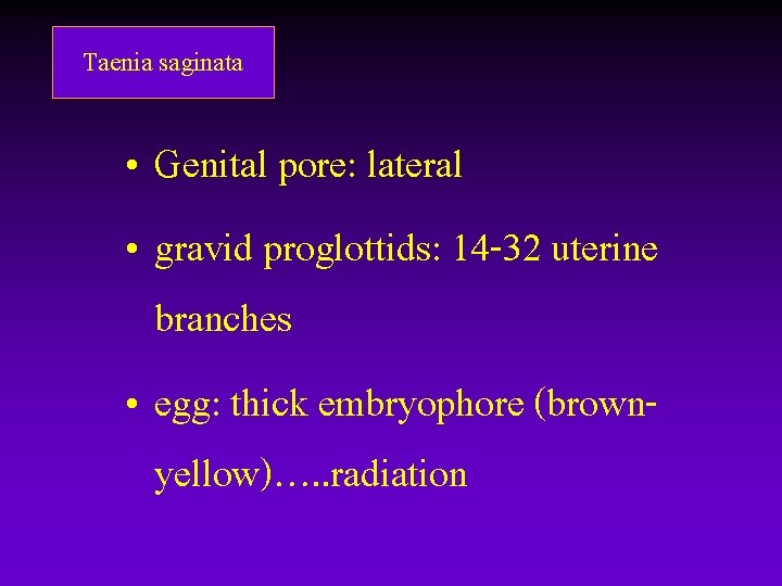 Taenia saginata • Genital pore: lateral • gravid proglottids: 14 -32 uterine branches • Taenia saginata • Genital pore: lateral • gravid proglottids: 14 -32 uterine branches •
