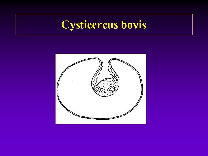 Cysticercus bovis Cysticercus bovis