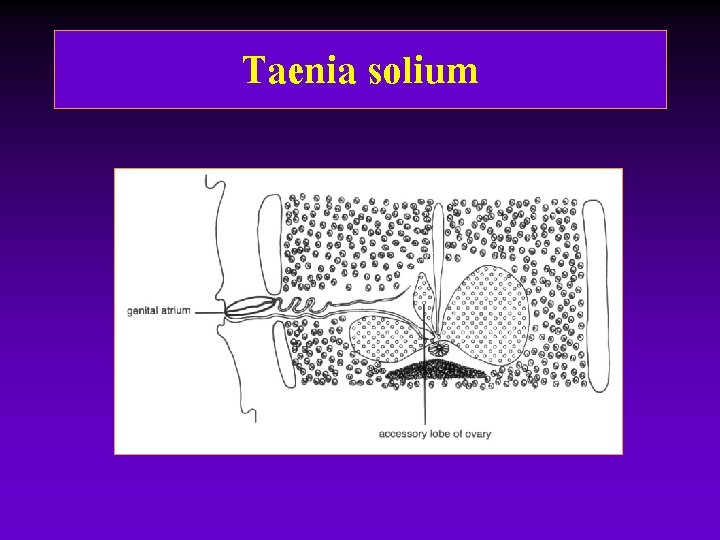 Taenia solium Taenia solium