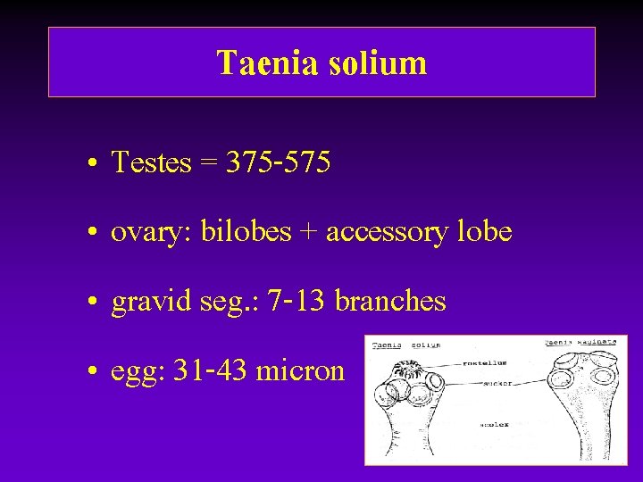 Taenia solium • Testes = 375 -575 • ovary: bilobes + accessory lobe • Taenia solium • Testes = 375 -575 • ovary: bilobes + accessory lobe •
