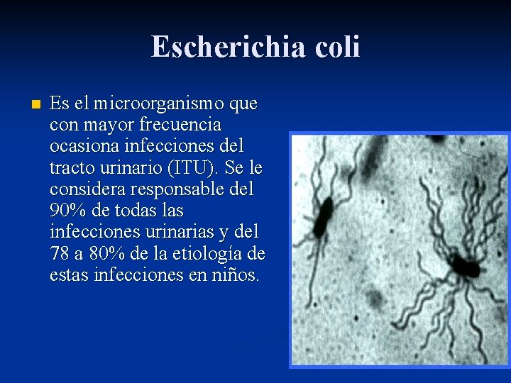 Escherichia coli n Es el microorganismo que con mayor frecuencia ocasiona infecciones del tracto