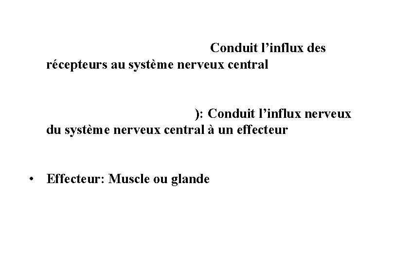  • Neurone sensitif (afférent) : Conduit l’influx des récepteurs au système nerveux central