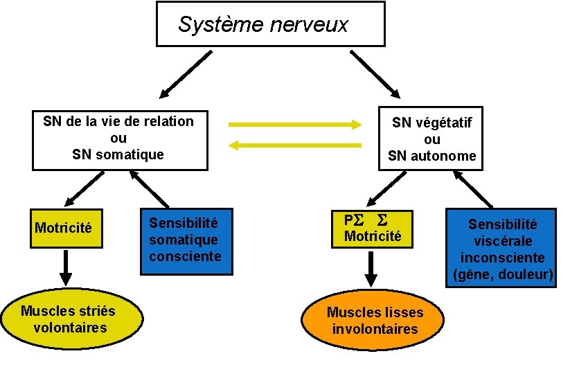 Système nerveux SN de la vie de relation ou SN somatique Motricité Muscles striés