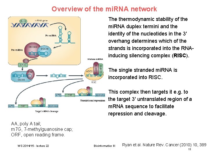 Overview of the mi. RNA network The thermodynamic stability of the mi. RNA duplex