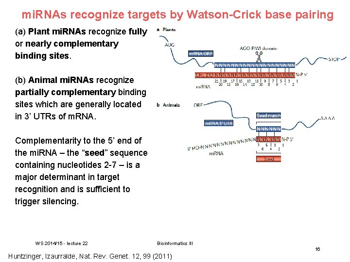 mi. RNAs recognize targets by Watson-Crick base pairing (a) Plant mi. RNAs recognize fully