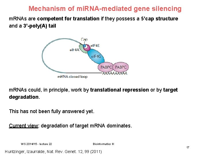 Mechanism of mi. RNA-mediated gene silencing m. RNAs are competent for translation if they