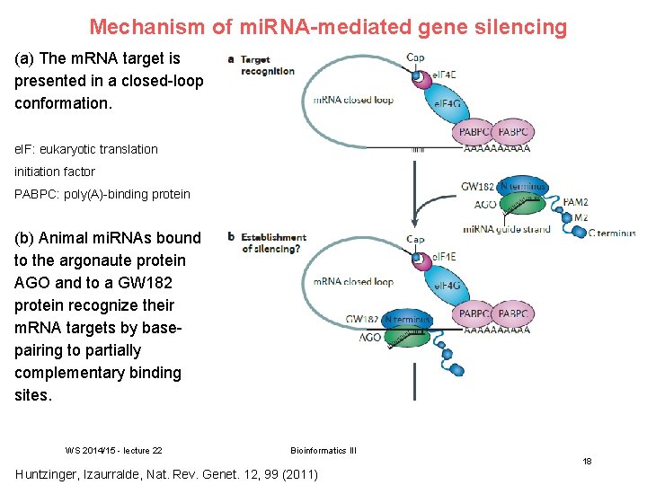 Mechanism of mi. RNA-mediated gene silencing (a) The m. RNA target is presented in