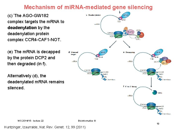 Mechanism of mi. RNA-mediated gene silencing (c)´The AGO-GW 182 complex targets the m. RNA