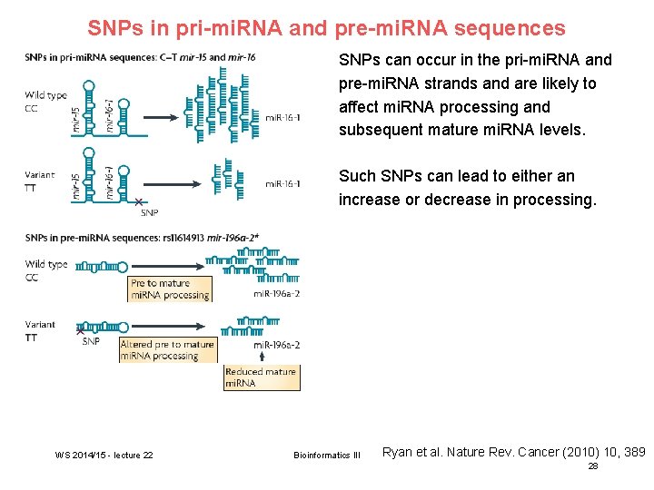 SNPs in pri-mi. RNA and pre-mi. RNA sequences SNPs can occur in the pri-mi.