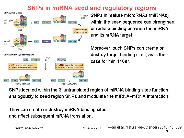 SNPs in mi. RNA seed and regulatory regions SNPs in mature micro. RNAs (mi.