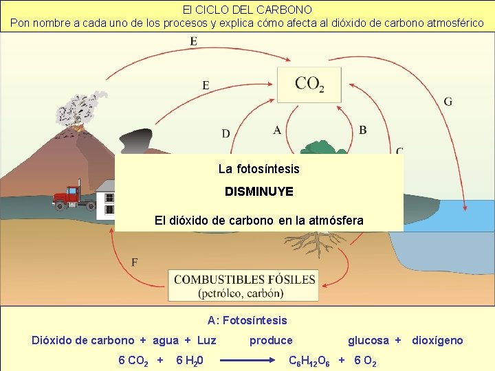 El CICLO DEL CARBONO Pon nombre a cada uno de los procesos y explica