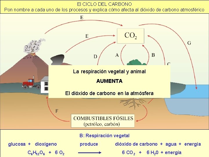 El CICLO DEL CARBONO Pon nombre a cada uno de los procesos y explica