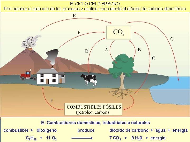 El CICLO DEL CARBONO Pon nombre a cada uno de los procesos y explica