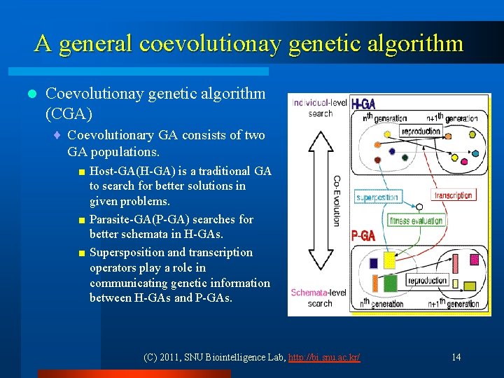 A general coevolutionay genetic algorithm l Coevolutionay genetic algorithm (CGA) ¨ Coevolutionary GA consists