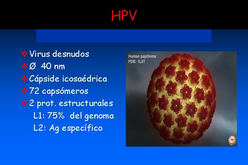 HPV v Virus desnudos v Ø 40 nm v Cápside icosaédrica v 72 capsómeros