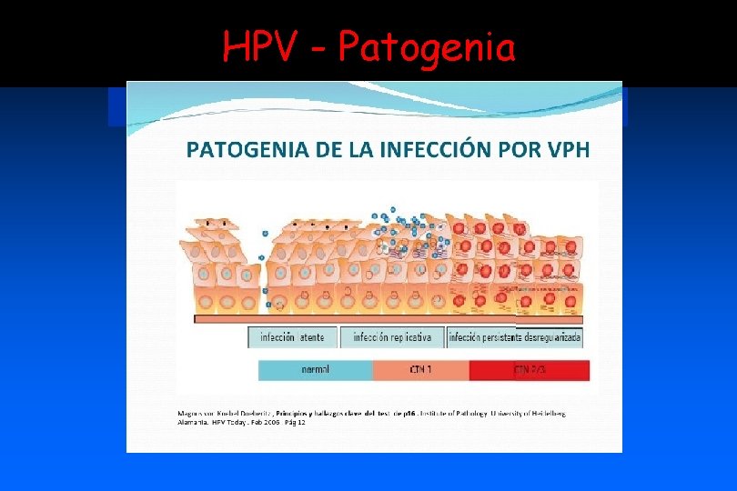 HPV - Patogenia 