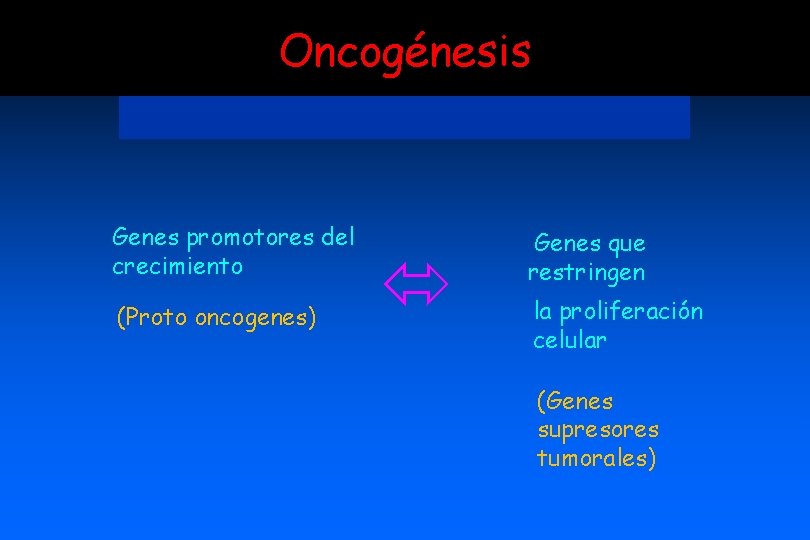 Oncogénesis Genes promotores del crecimiento (Proto oncogenes) Genes que restringen la proliferación celular (Genes