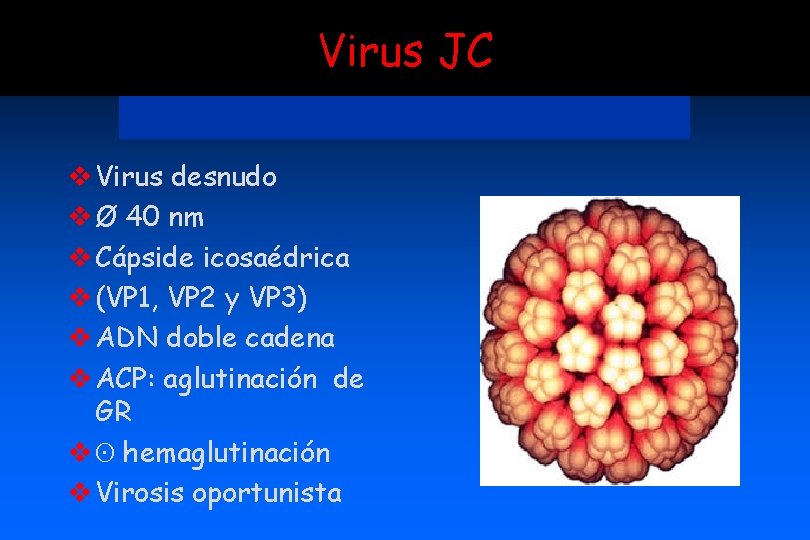 Virus JC v Virus desnudo v Ø 40 nm v Cápside icosaédrica v (VP