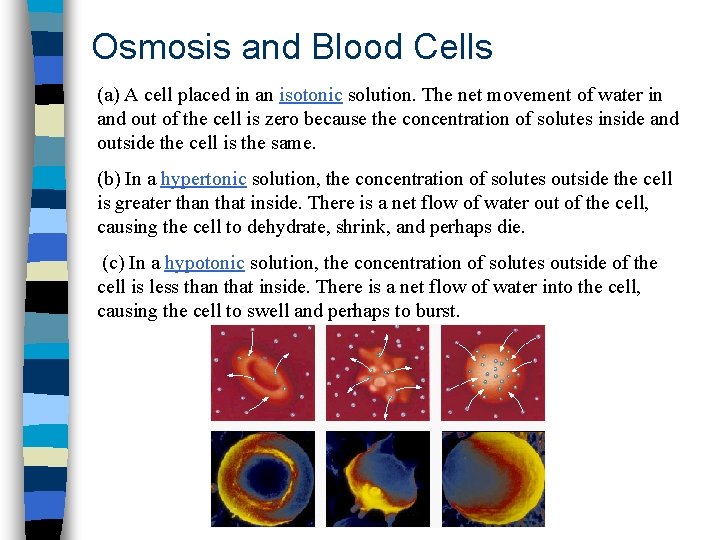 Osmosis and Blood Cells (a) A cell placed in an isotonic solution. The net