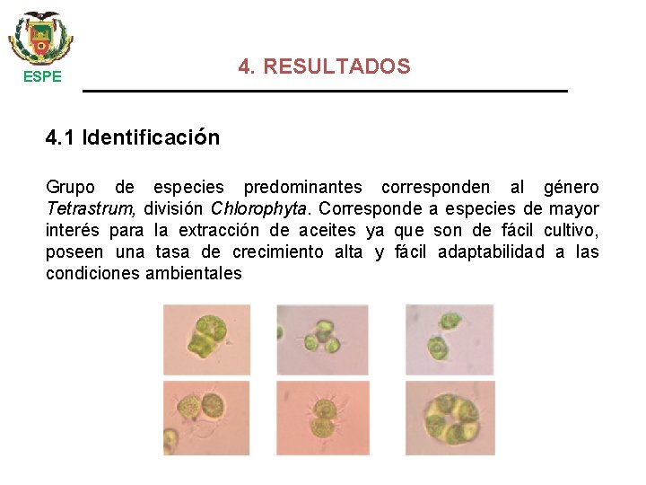  ESPE 4. RESULTADOS 4. 1 Identificación Grupo de especies predominantes corresponden al género