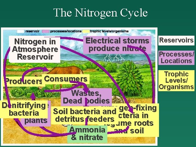 The Nitrogen Cycle Nitrogen in in Atmosphere Reservoir Electrical storms produce nitrate Producers Consumers