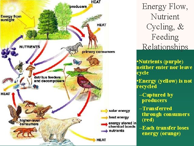 Energy Flow, Nutrient Cycling, & Feeding Relationships • Nutrients (purple) neither enter nor leave