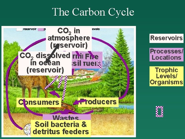 The Carbon Cycle CO 2 in atmosphere (reservoir) CO 2 dissolved Burning of Fire