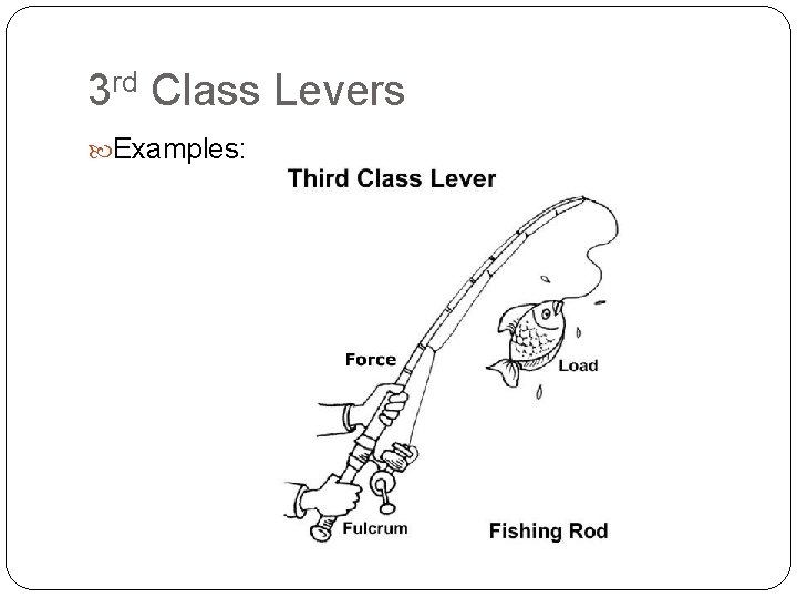 3 rd Class Levers Examples: 