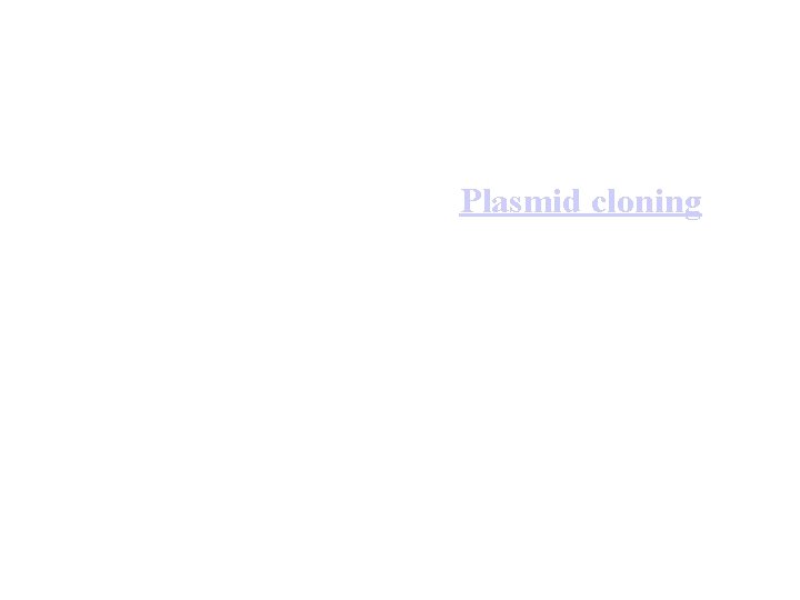 Plasmid cloning • 