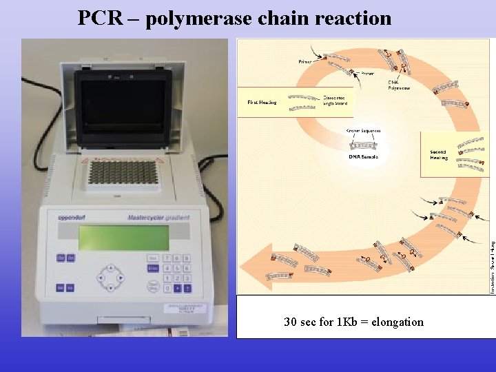 PCR – polymerase chain reaction 30 sec for 1 Kb = elongation 