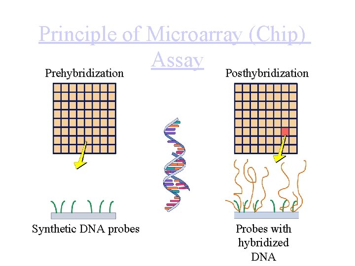 Principle of Microarray (Chip) Assay Prehybridization Posthybridization Synthetic DNA probes Probes with hybridized DNA