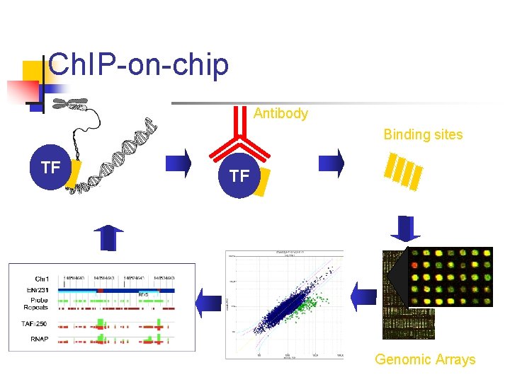 Ch. IP-on-chip Antibody Binding sites TF TF Genomic Arrays 
